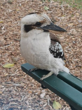 Foto de Cerrar imagen de kookaburra sentado en la parte posterior del banco del parque verde. Foto de alta calidad - Imagen libre de derechos