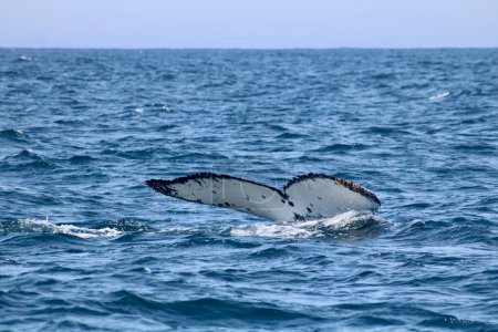 Photo for View of whales tail breaching above water showing water splashes. High quality photo - Royalty Free Image