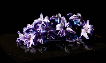 A close up of brightly lit beautiful Hyacinth flower bloom against a black background. 