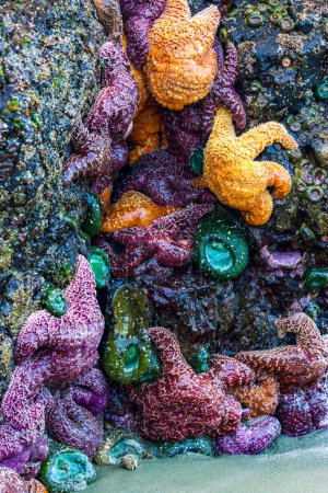 Photo for Close up of colourful starfish on a sandy and rocky beach in Tofino, BC. - Royalty Free Image