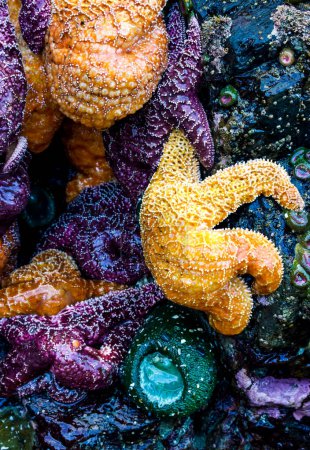 Photo for A close up of a group of sea stars and large green anemone on a wet rocky shoreline. - Royalty Free Image