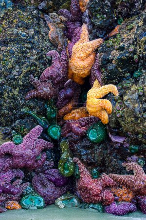 Photo for A close up of colourful starfish and green sea anemones on a rocky ocean beach bluff. - Royalty Free Image
