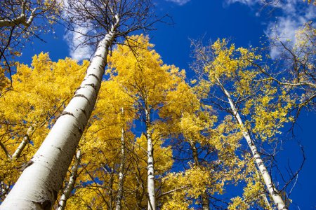 Photo for Looking up the tree trunks of beautiful golden poplar trees against a vivid blue sky. - Royalty Free Image
