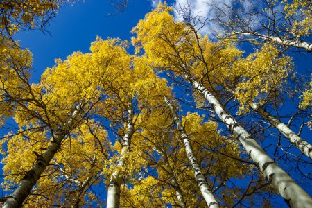 Photo for Bright golden poplar trees against a bright blue sky on a beautiful fall day. - Royalty Free Image