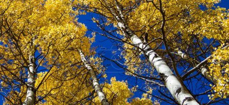 Photo for Narrow view of the tops of poplar trees with golden fall leaves, against a bright blue sky. - Royalty Free Image