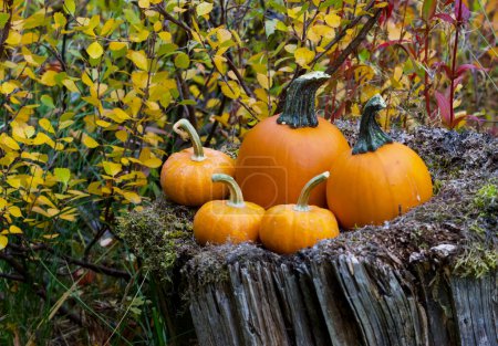 Téléchargez les photos : Un arrangement de citrouilles sur une vieille souche de bois avec des feuilles d'automne colorées derrière. - en image libre de droit