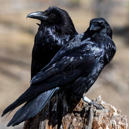 A close up of two Common Ravens on a stump against a blurry background. 