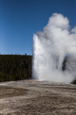 A scenic view of Old Faithful geyser at Yellowstone National Park in full eruption. 