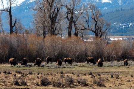 Eine landschaftliche Aufnahme, aufgenommen im Lamar Valley im Yellowstone National Park an einem warmen Frühlingstag.