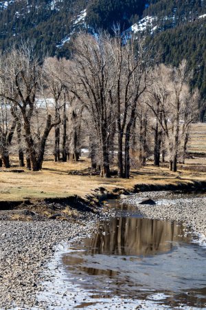 Eine malerische Aussicht im Lamar Valley im Yellowstone National Park an einem warmen Frühlingstag.