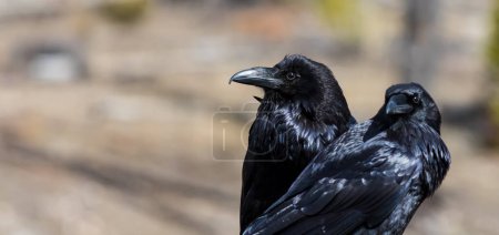 A close up of two Common Ravens resting on a stump against a blurry background. 
