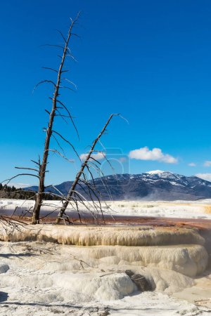 A view of dead trees on the geothermal land against a blue sky in Yellowstone National Park. 