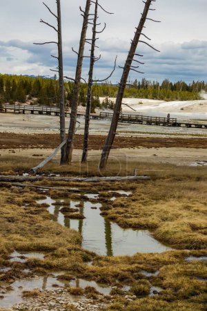 A view of burnt trees in a geothermal geyser park with a viewing boardwalk in behind in Yellowstone National Park.