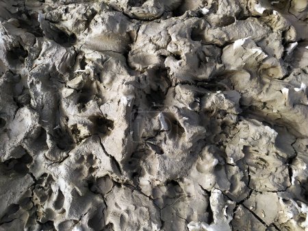 Foto de Semi-dry mud with marked animal tracks - Imagen libre de derechos