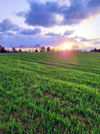 Foto de Field planted with wheat with a road in the background accompanied by trees through which the rays of the setting sun at sunset sneak. - Imagen libre de derechos