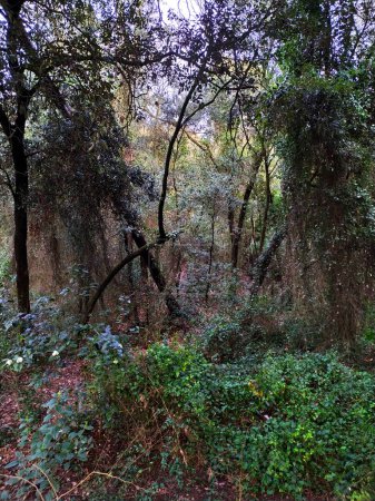 Foto de Lush, moist Mediterranean forest with pines, branches, leaves and overgrown vegetation. - Imagen libre de derechos