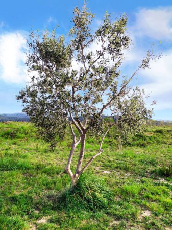 Foto de Young olive tree in bucolic landscape over green grass and blue sky with cotton clouds. - Imagen libre de derechos