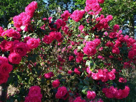 Foto de A large rose bush of red roses in contrast to the green leaves in the middle of bucolic nature. - Imagen libre de derechos