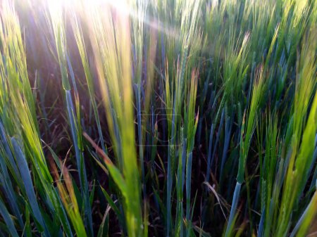 Foto de Detail of the wheat sown in the field between the sun rays that are able to reach the furthest corners of the wheat fields. - Imagen libre de derechos