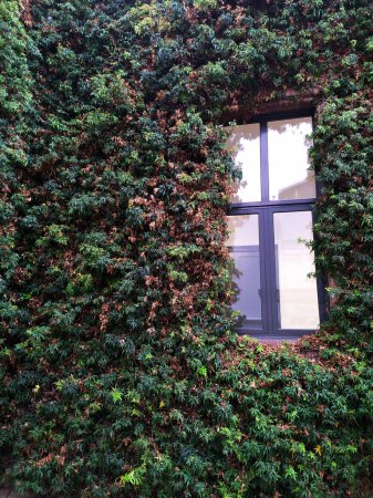Foto de The facade of a building is completely covered by fresh green ivy, leaving only a window to look out of. - Imagen libre de derechos