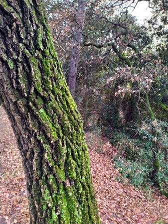 Foto de Tree trunk with green moss in the Mediterranean forest. - Imagen libre de derechos