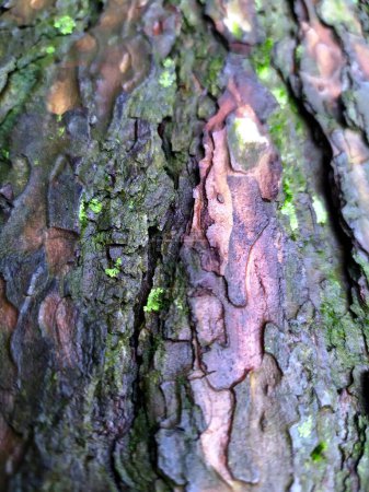 Foto de Detail of tree trunk bark with some green moss. - Imagen libre de derechos