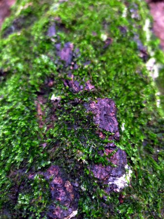 Foto de Detail of moss on the bark of a tree trunk. - Imagen libre de derechos