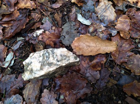 Foto de Leaf litter on the ground next to a white quartz stone. - Imagen libre de derechos