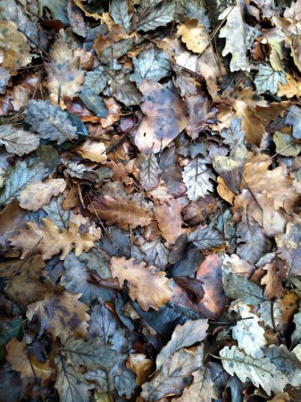 Foto de Dried and dead leaves on wet soil. - Imagen libre de derechos