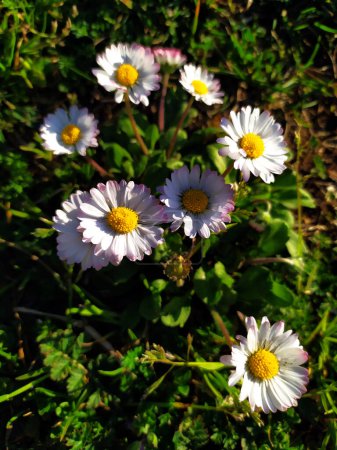 Foto de Set of daisies in nature illuminated by the sun. - Imagen libre de derechos