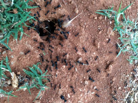Foto de Anthill with active ants bringing food to introduce inside the anthill to have provisions for the winter. - Imagen libre de derechos