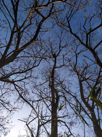 Foto de Asian hornet nest in the high branches of a tree - Imagen libre de derechos