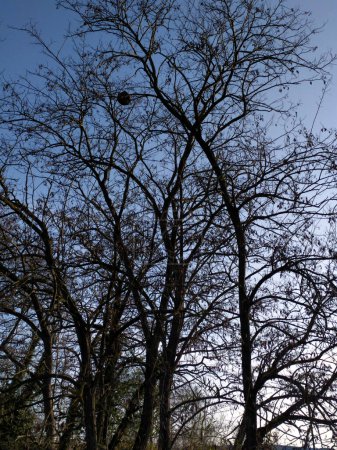 Foto de Asian hornet nest in the high branches of a tree - Imagen libre de derechos