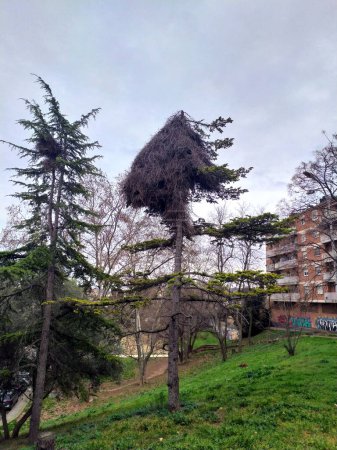 Foto de Urban nest of Argentine parrots on top of a fir tree. - Imagen libre de derechos