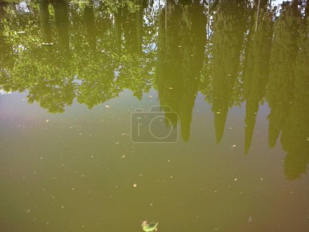Foto de Reflection of the trees in the pond water - Imagen libre de derechos