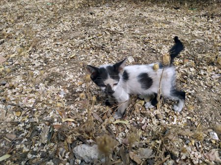 Foto de Small abandoned stray black and white kitten looking for its mother - Imagen libre de derechos