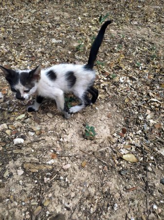 Foto de Small abandoned stray black and white kitten looking for its mother - Imagen libre de derechos