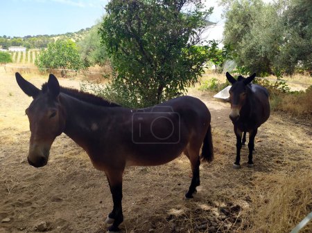 Foto de Two calm and empathetic chestnut mules are resting in the shade of the trees in the hot summer. - Imagen libre de derechos