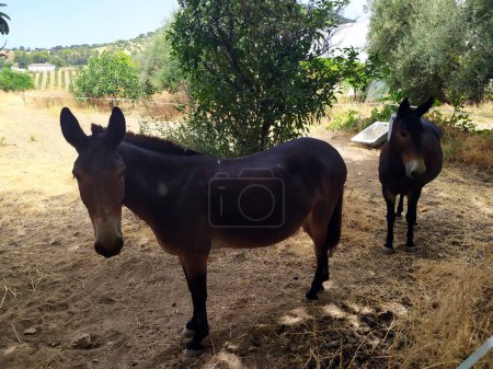 Foto de Two calm and empathetic chestnut mules are resting in the shade of the trees in the hot summer. - Imagen libre de derechos