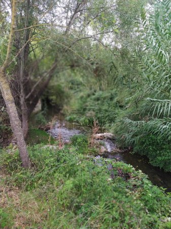 Foto de El pequeño río en el bosque en el verano - Imagen libre de derechos