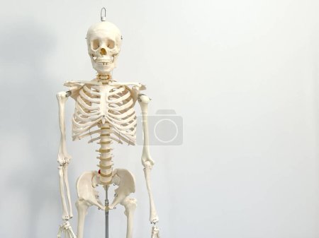 Foto de Un esqueleto humano artificial en un aula de laboratorio aislado sobre un fondo blanco. - Imagen libre de derechos