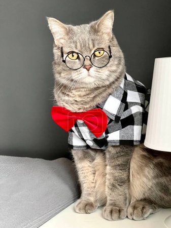 Photo for A Scottish straight-eared gray cat with glasses, a black white shirt and a red tie at the holiday looks like a gentleman. Pet in a cozy modern apartment - Royalty Free Image