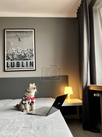 Photo for Scottish straight gray cat with glasses, a shirt and a red tie at the holiday looks like a gentleman. Domestic Pet in a cozy modern apartment looks out the window with laptop - Royalty Free Image