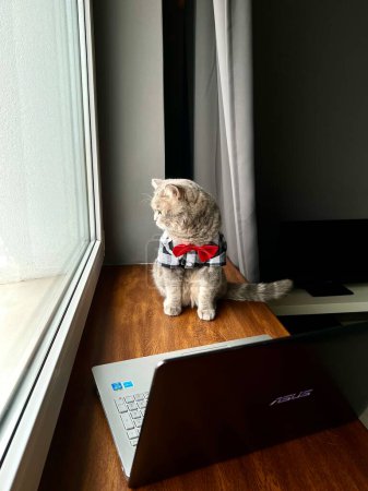 Photo for Scottish straight gray cat with a shirt and a red tie at the holiday looks like a gentleman. Domestic Pet in a cozy modern apartment looks out the window with laptop - Royalty Free Image