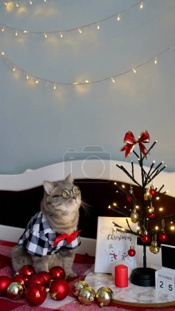 Foto de El gato gris hetero escocés en casa en la propia cama celebra Feliz Navidad y Feliz Año Nuevo en una camisa y corbata roja, un árbol de Navidad decorado decorativo el 25 de diciembre de 2023. - Imagen libre de derechos
