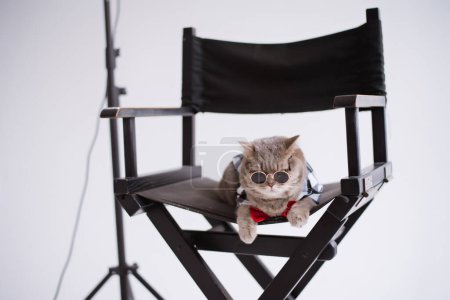 Photo for A Scottish straight eared cat in sunglasses and a red tie sits on a black production chair in a white video production studio - Royalty Free Image