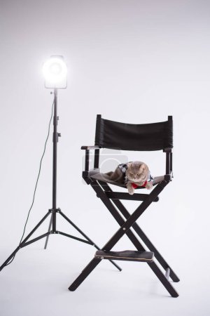 Photo for A Scottish straight eared pet cat in a red tie sits on a black production chair in a white video production studio, vertical, isolated - Royalty Free Image