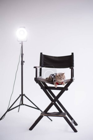 Photo for A Scottish straight pet cat in a red tie sits on a black production chair in a white video production studio, vertical, isolated - Royalty Free Image