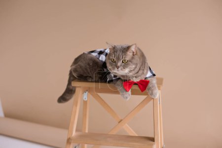 Photo for A Pet Scottish straight eared cat in costume shirt and a red tie sits on a chair in a brown video production studio, - Royalty Free Image