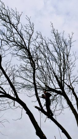 Un arboriste professionnel coupe une branche d'arbre avec une tronçonneuse en hiver. Un homme assuré avec un casque, des menottes. Vertical